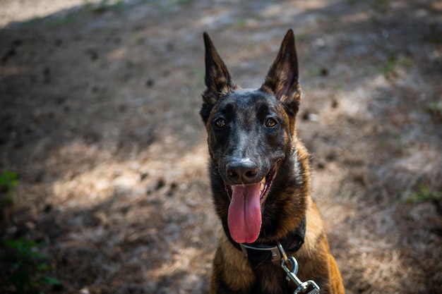 Portrait of a Belgian shepherd dog on a walk in a green park