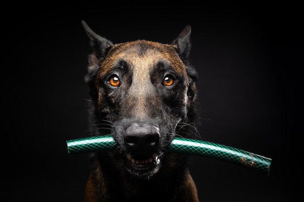 Portrait of a Belgian shepherd dog with a toy in its mouth shot on an isolated black background Studio shot closeup