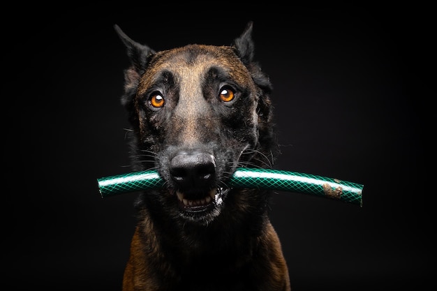 Portrait of a Belgian shepherd dog with a toy in its mouth shot on an isolated black background