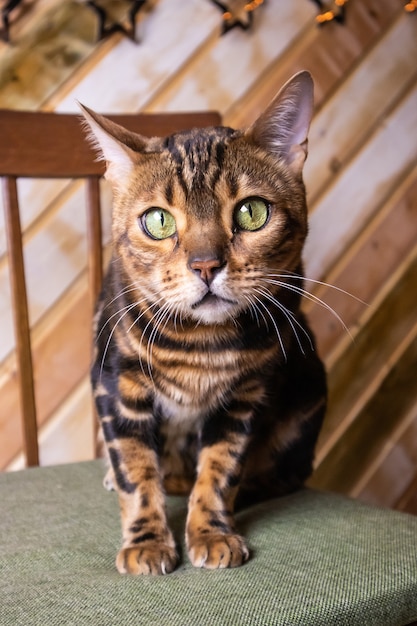 portrait of bengal cat breed