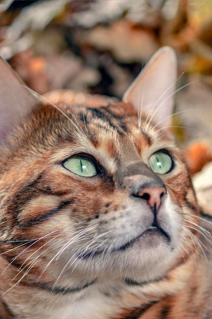 Portrait of a Bengal Cat