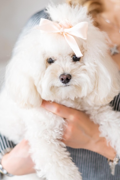 Portrait of a bichon frise puppy with a bow. Portrait of an Italian lapdog puppy