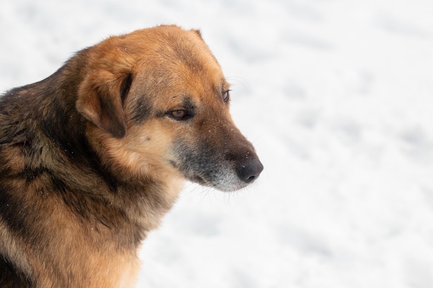 Portrait of a big brown dog in profile in winter on a background of snow