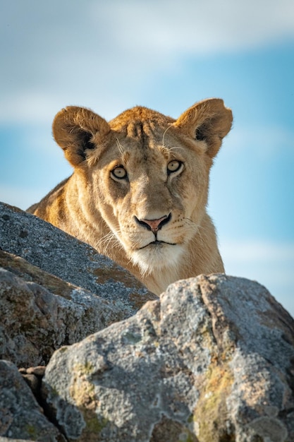 Photo portrait of big cat on rock