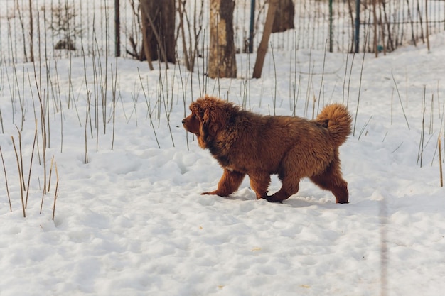 Portrait of a big red dog the tibetan mastiff puppy  girl the dog is looking forward dog in snow