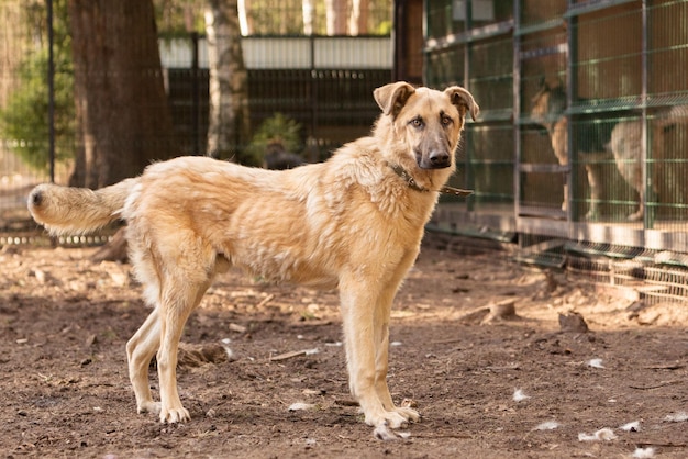 Portrait of a big red mongrel dog in a shelter for stray dogs