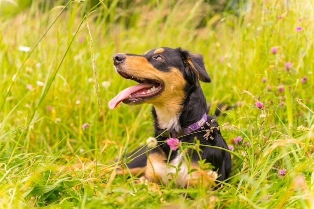 Portrait of a black and brown dog sitting on a sunny spring day in a flower meadow with his mouth open and his tongue hanging out Border Collie Pitbull and Boxer Mix Puppy Dog