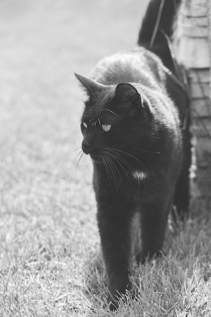 Portrait of a black cat. Outdoor