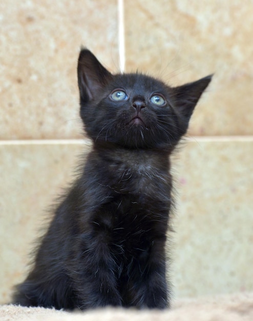 Photo portrait of black cat sitting outdoors