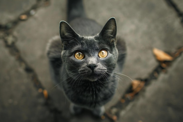 Portrait of a black cat with yellow eyes looking at the camera