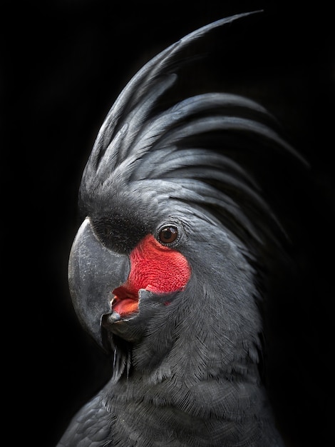 Portrait of a black cockatoo