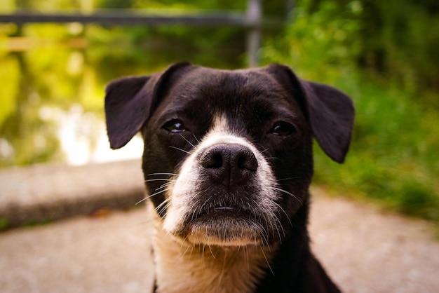 Portrait of black dog