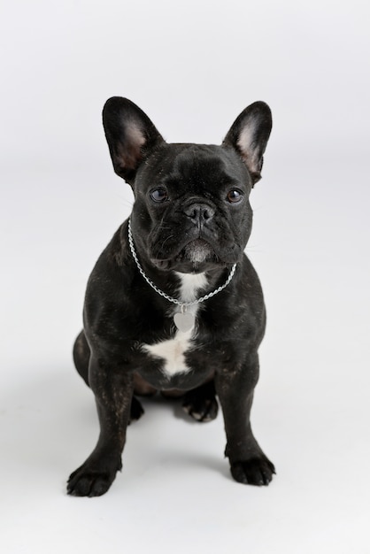 Portrait of a black french bulldog on a white background