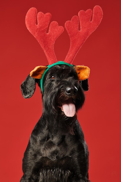 Portrait of black funny dog in deer costume looking at camera isolated on red background