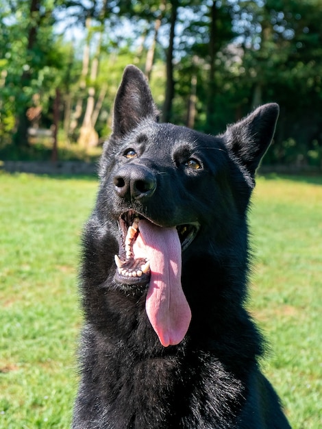 Portrait of Black German shepherd on green grass