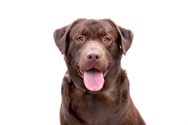 Portrait of a black Golden Retriever dog