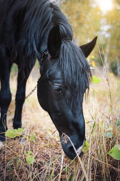 Portrait of a black horse in a pasture closeup on an autumn day Beautiful horse face