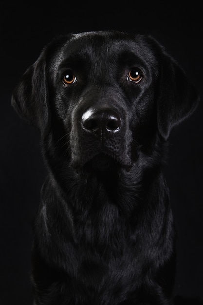 Portrait of black labrador breed dog sitting isolated