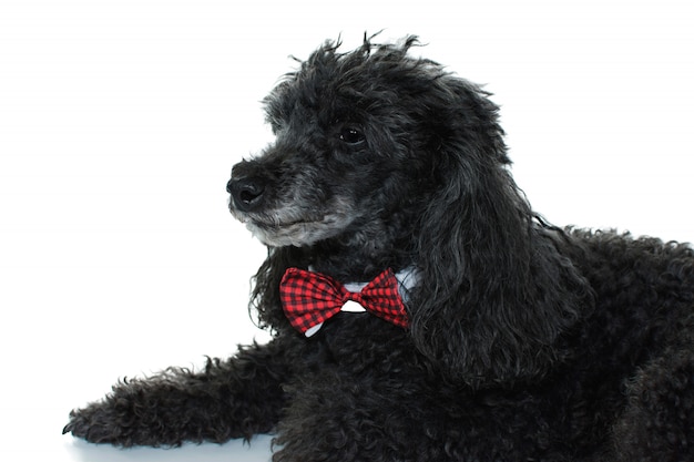 PORTRAIT OF A BLACK POODLE LYING DOWN