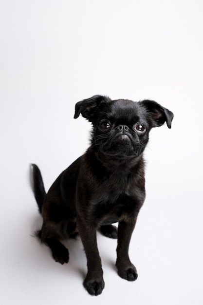 Portrait of black puppy dog brabancon with funny face looking at camera on white background Copyspace