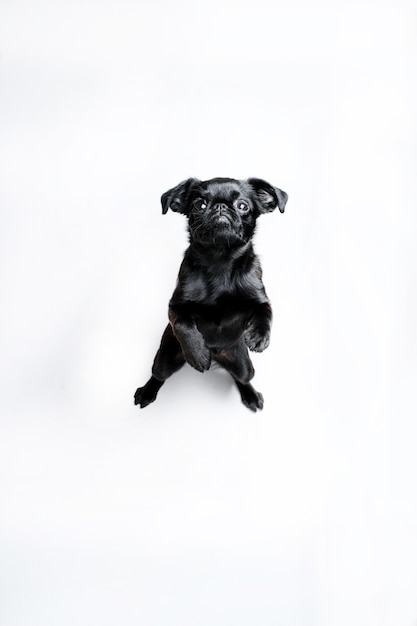 Portrait of black puppy dog brabancon with funny face looking at camera on white background Copyspace