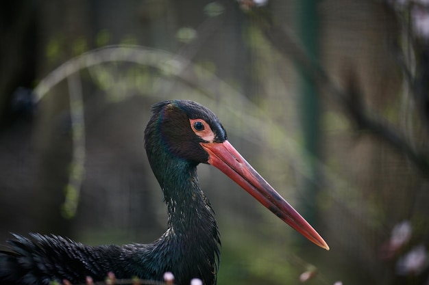 Portrait of a black stork in nature wild bird