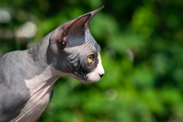 Portrait of black and white Canadian Sphynx kitten with wary gaze of predator Closeup side view