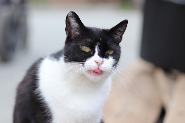 portrait of a black and white cat on a sunny day