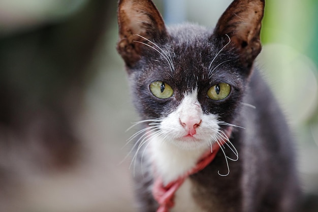 Portrait of black and white cat with green eyes Close up