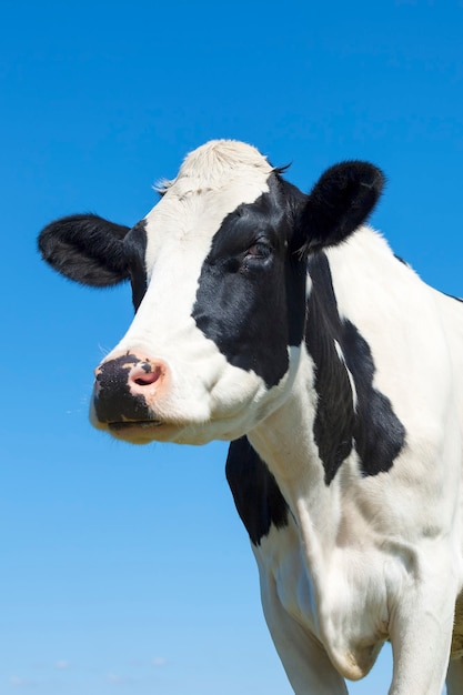 Portrait of black and white cow in blue sky