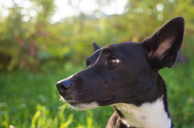 Portrait of a black and white dog in a Park