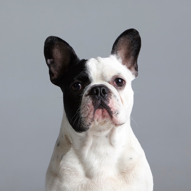 Portrait of a black and white French bulldog