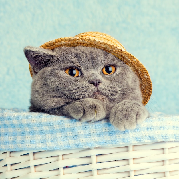 Portrait of Blue British cat wearing straw hat