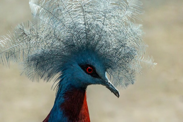 Portrait of a blue crowned dove. Bali. Indonesia