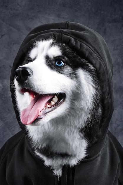 Portrait of a blue eyed Siberian Husky dog with his tongue sticking out, in a hood and sweatshirt on a black background