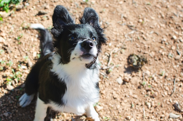 Portrait of a boder collie puppy.