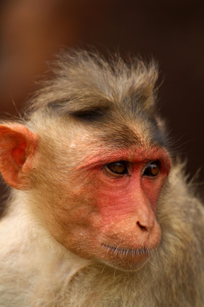 Portrait of the Bonnet macaque The monkey in Badami Fort