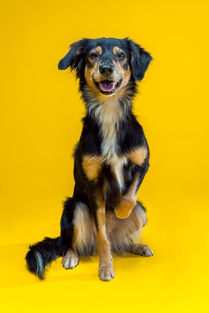 Portrait of border collie isolated on yellow backgroundxA