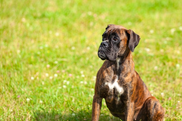 Portrait of a boxer against a grass