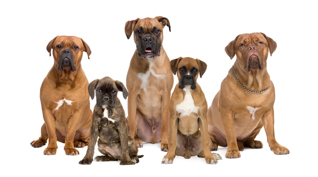 Photo portrait of boxer dogs posing together