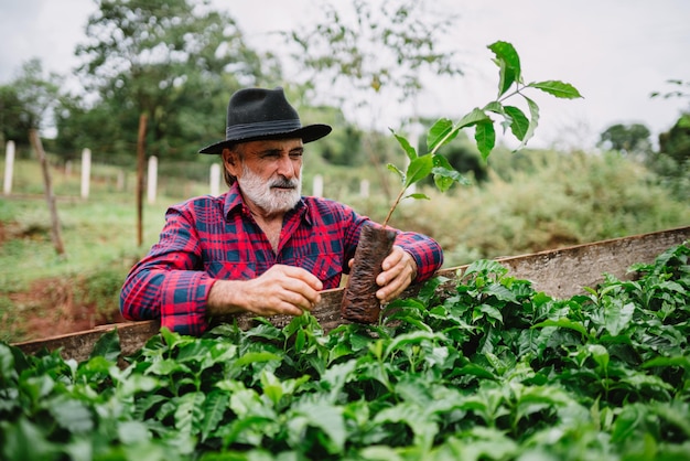 Portrait of Brazilian farmer man in the casual shirt in the farm analyzing coffee seedlings