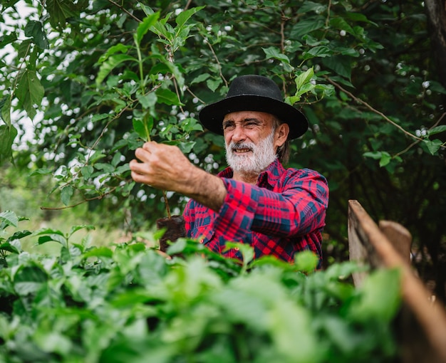 Portrait of Brazilian farmer man in the casual shirt in the farm analyzing coffee seedlings