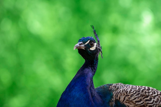 Portrait of a bright peacock on a blurred background