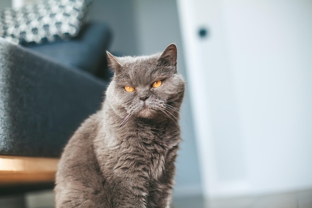 Portrait of a british cat