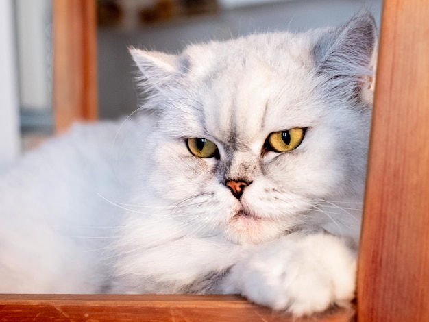 Portrait of British Longhair white cat on beige background