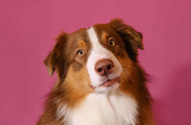 Portrait of brown Australian Shepherd on pink studio background Aussie red tricolor