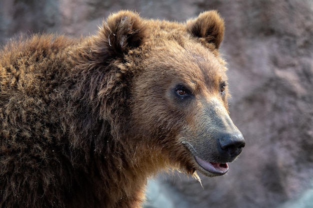 Portrait of brown bear Ursus arctos beringianus Kamchatka brown bear