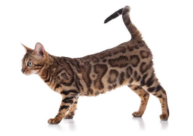 Portrait of a brown bengal cat on a white background