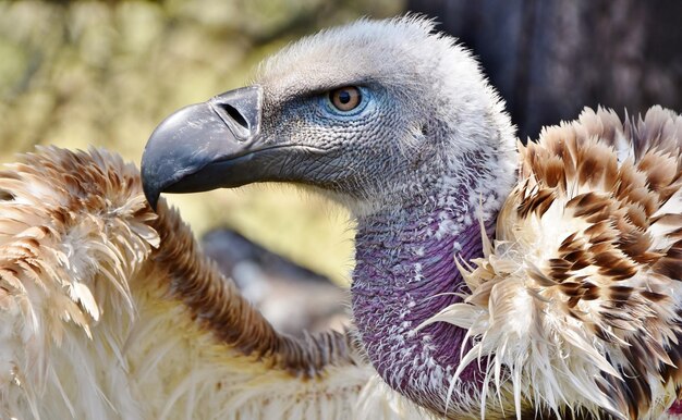 Portrait of a brown Cape vulture