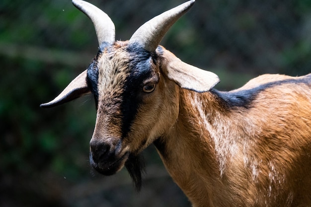 Portrait of brown goat in zoo